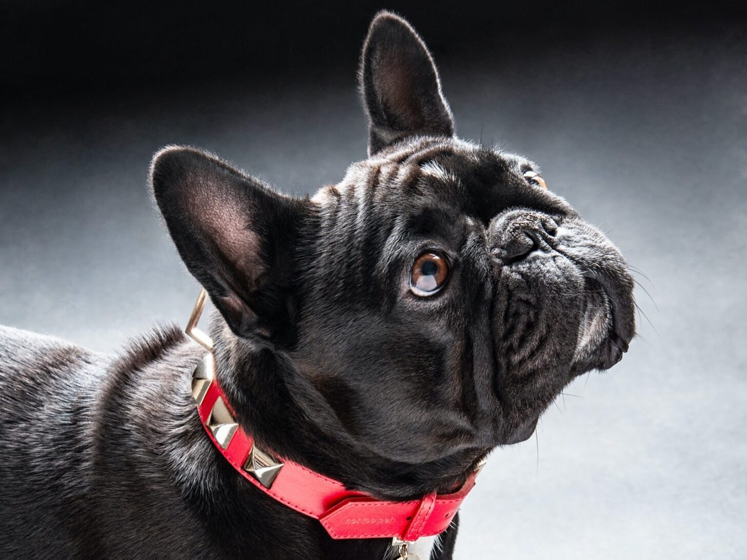taglie grandi Bulldog